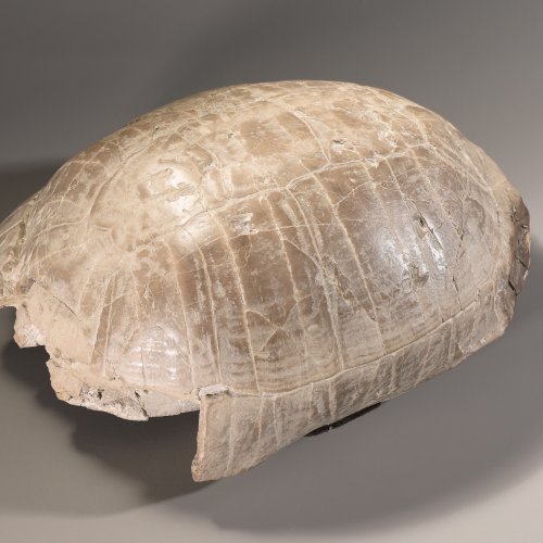 Fossilized Stylemys (Pillar Tortoise)
