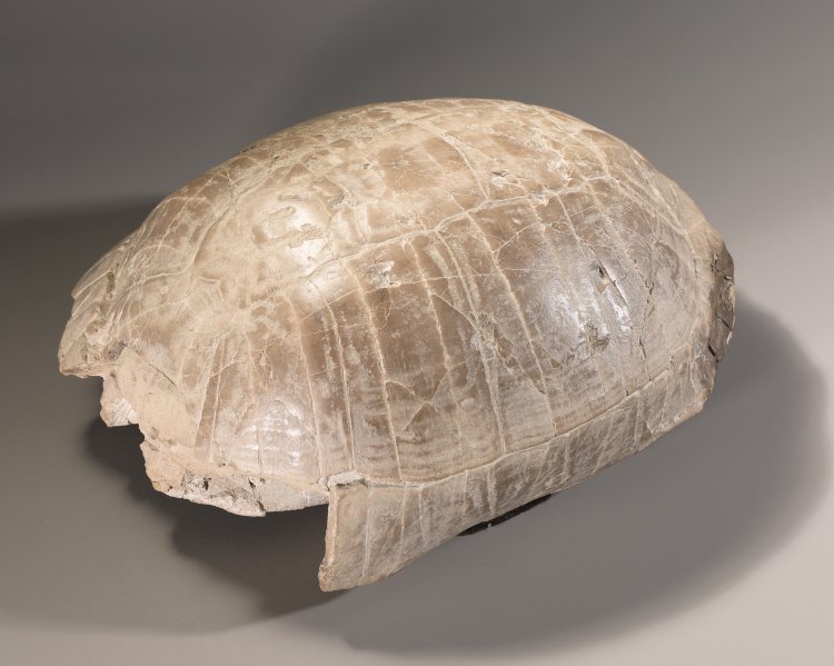 Hauptbild zu Objekt, Fossilized Stylemys (Pillar Tortoise), K-13 1