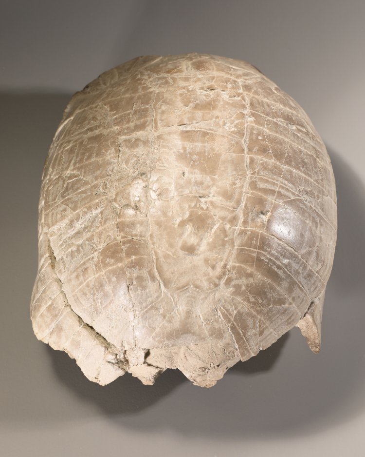 Bild 1 zu Objekt, Fossilized Stylemys (Pillar Tortoise), K-13 1