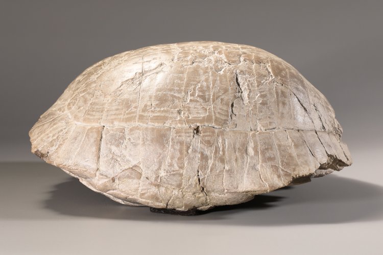 Bild 2 zu Objekt, Fossilized Stylemys (Pillar Tortoise), K-13 1