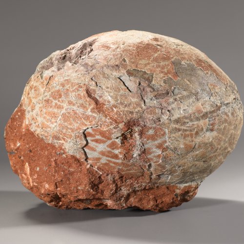 Fossilized dinosaur egg
