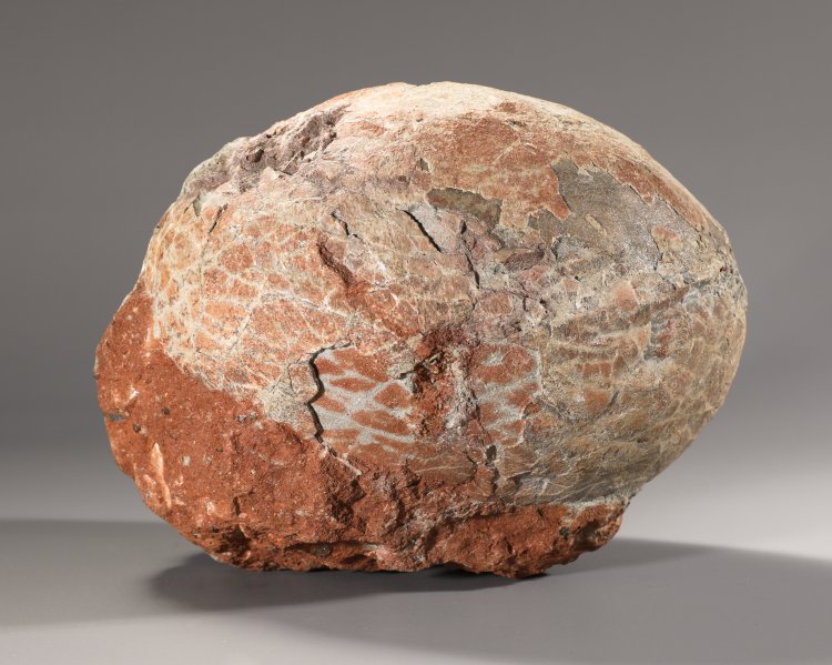 Hauptbild zu Objekt, Fossilized dinosaur egg, K-13 2