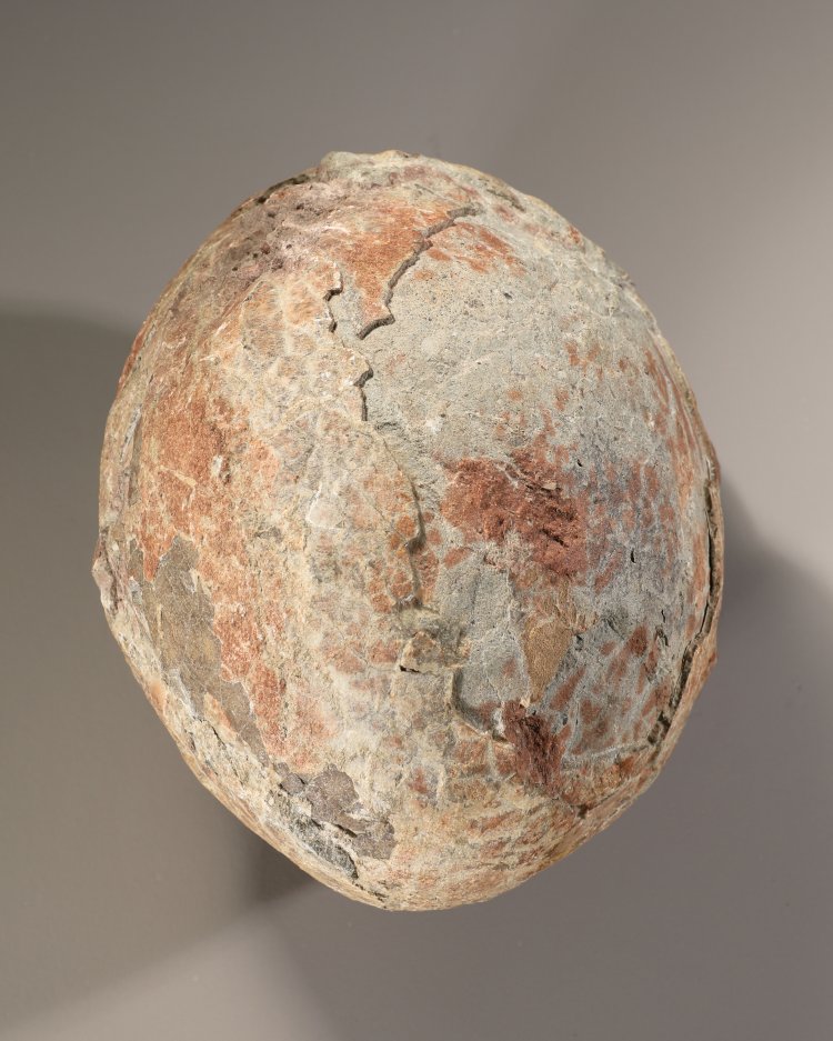 Bild 1 zu Objekt, Fossilized dinosaur egg, K-13 2