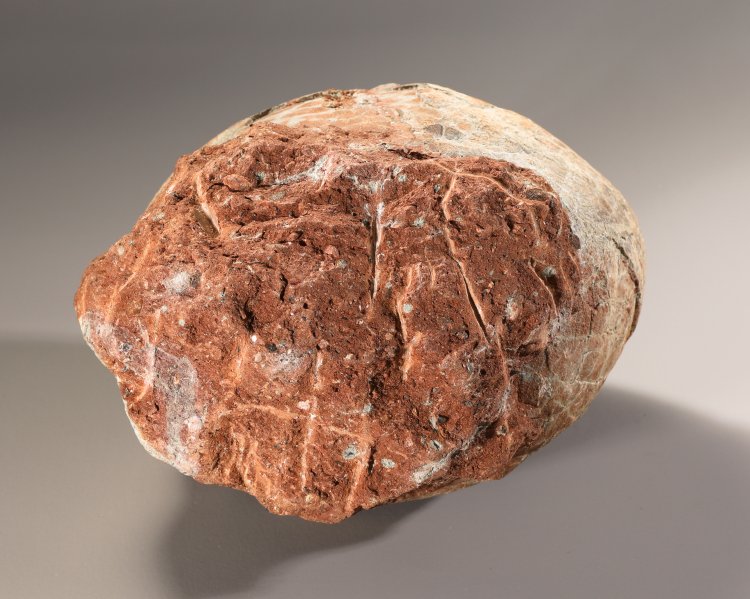 Bild 3 zu Objekt, Fossilized dinosaur egg, K-13 2