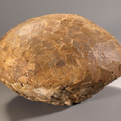 Fossilized dinosaur egg attributed to Hypselosaurus Priscus, France