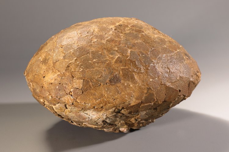 Hauptbild zu Objekt, Fossilized dinosaur egg attributed to Hypselosaurus Priscus, France, K-13 3