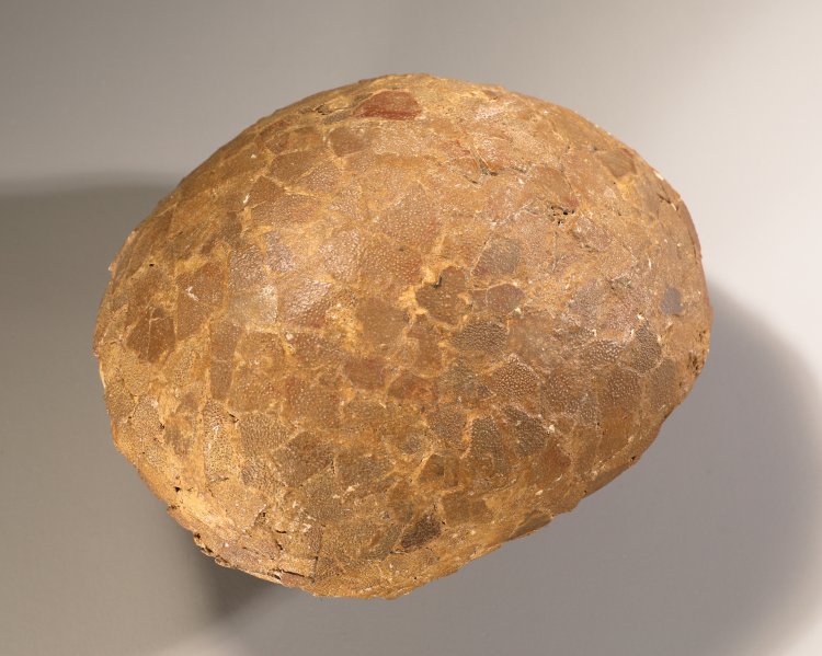 Bild 1 zu Objekt, Fossilized dinosaur egg attributed to Hypselosaurus Priscus, France, K-13 3