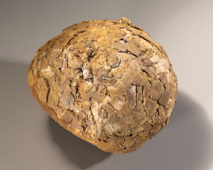 Bild 3 zu Objekt, Fossilized dinosaur egg attributed to Hypselosaurus Priscus, France, K-13 3