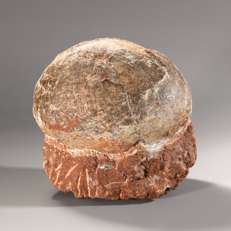 Hauptbild zu Objekt, Fossilized dinosaur egg, K-13 4