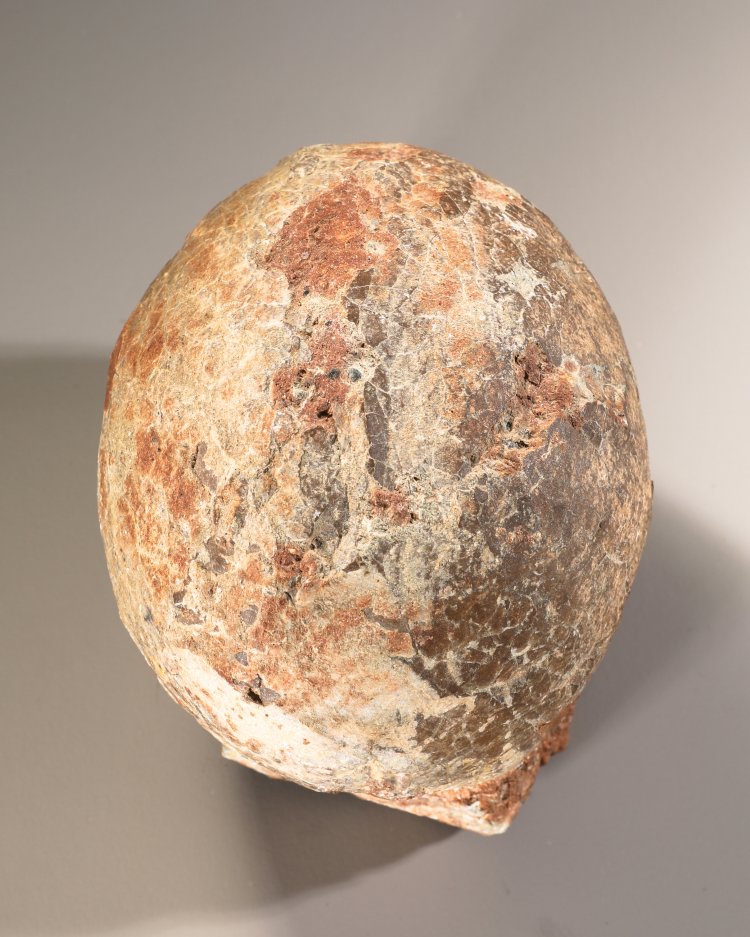 Bild 1 zu Objekt, Fossilized dinosaur egg, K-13 4