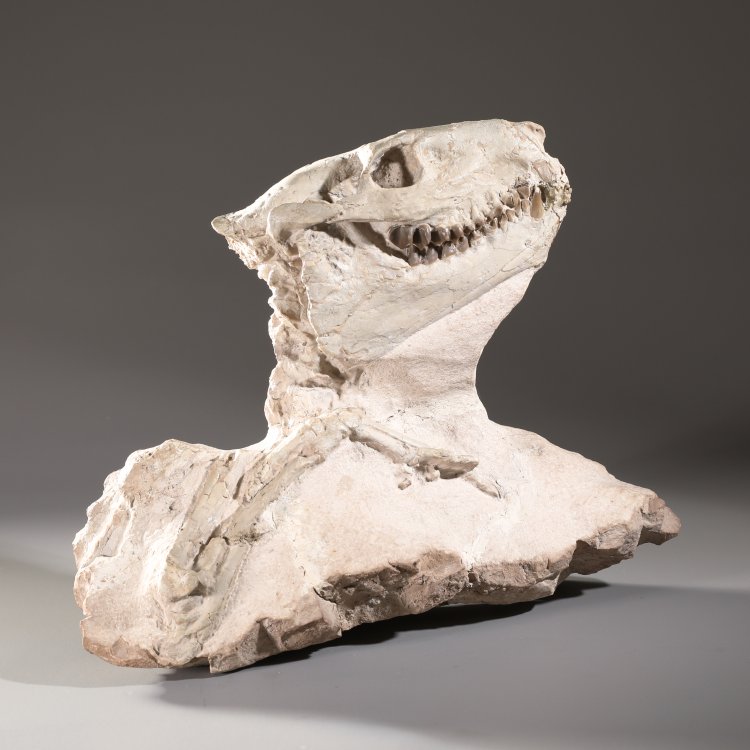 Hauptbild zu Objekt, Fossilized Leptauchenia nitida skeleton, K-13 5