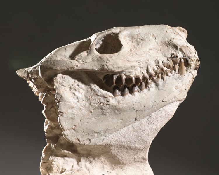 Bild 1 zu Objekt, Fossilized Leptauchenia nitida skeleton, K-13 5