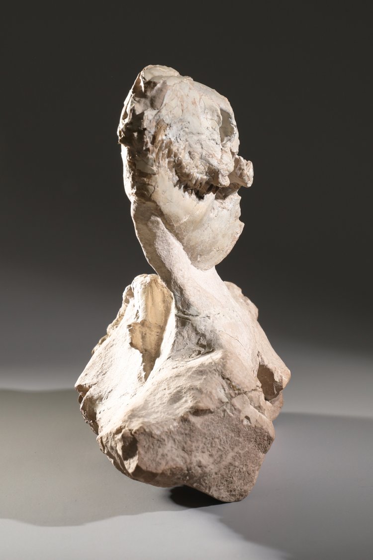 Bild 2 zu Objekt, Fossilized Leptauchenia nitida skeleton, K-13 5