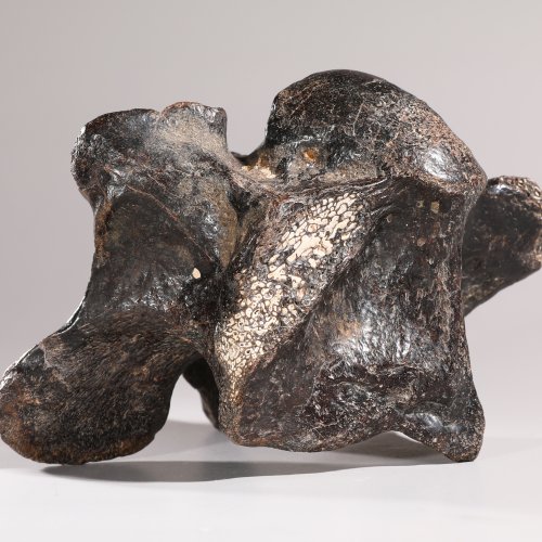 Dinosaur vertebra, fossilized