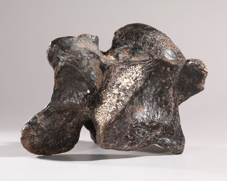 Hauptbild zu Objekt, Dinosaur vertebra, fossilized, K-13 6