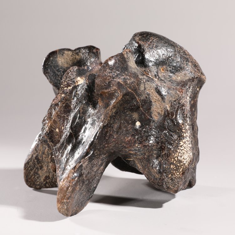 Bild 1 zu Objekt, Dinosaur vertebra, fossilized, K-13 6