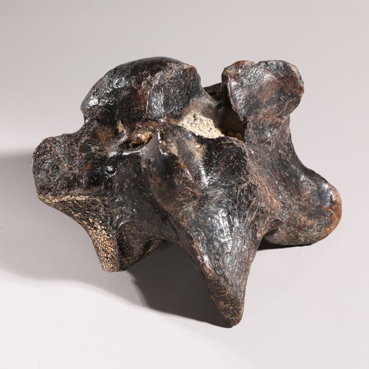 Bild 2 zu Objekt, Dinosaur vertebra, fossilized, K-13 6