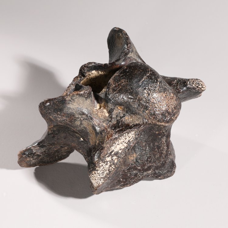 Bild 3 zu Objekt, Dinosaur vertebra, fossilized, K-13 6