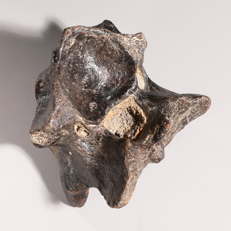 Bild 4 zu Objekt, Dinosaur vertebra, fossilized, K-13 6