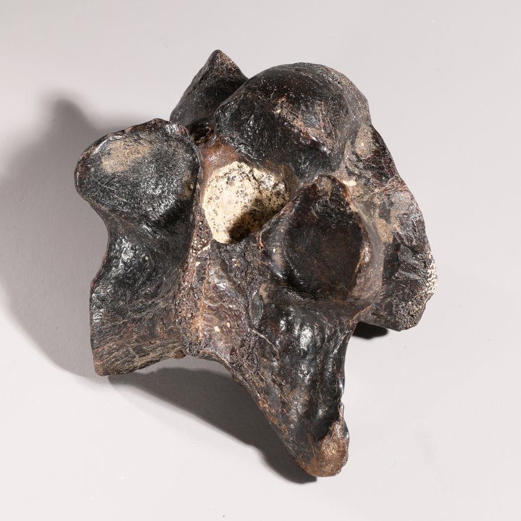 Bild 5 zu Objekt, Dinosaur vertebra, fossilized, K-13 6