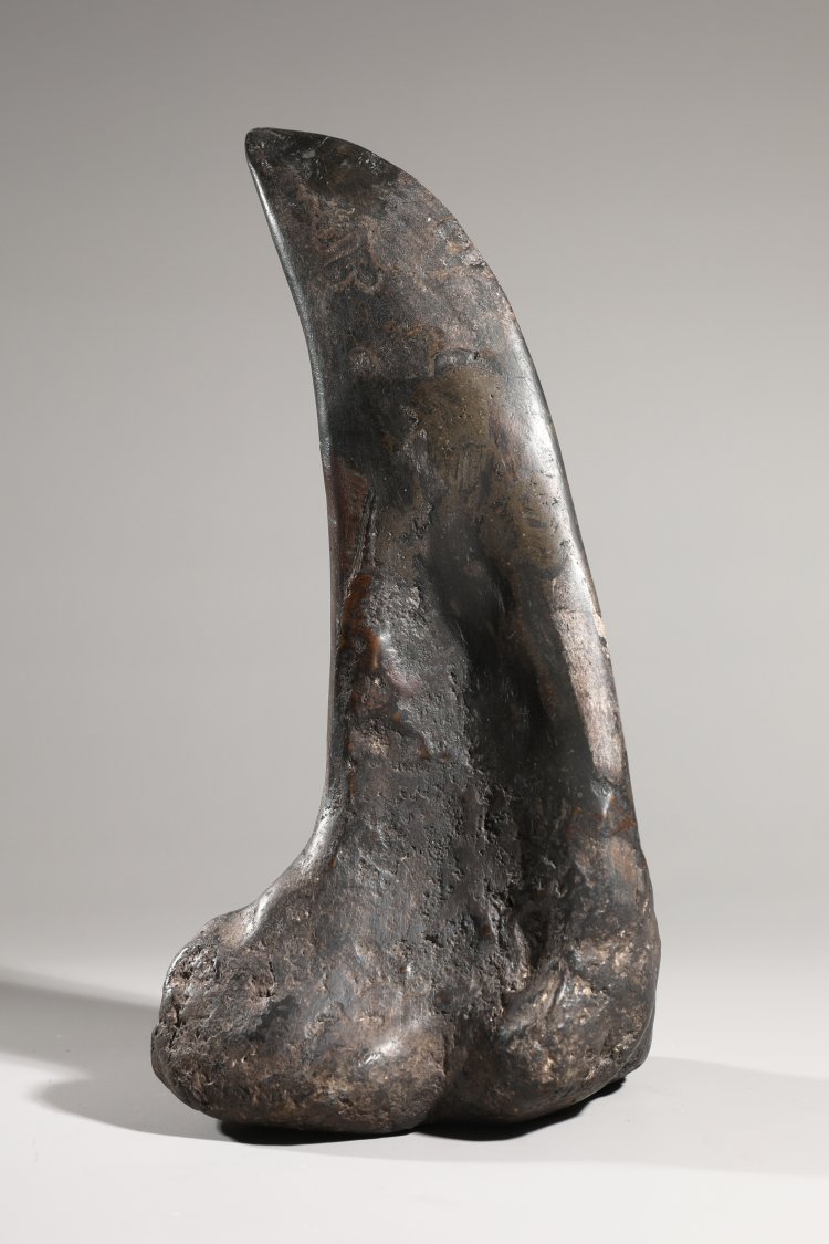 Hauptbild zu Objekt, Dinosaur claw, fossilized, K-13 7