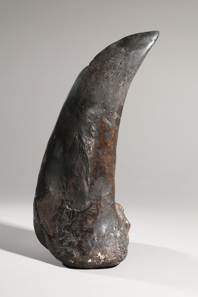 Bild 2 zu Objekt, Dinosaur claw, fossilized, K-13 7