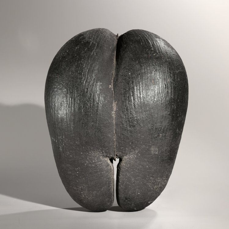 Hauptbild zu Objekt, Coco de Mer, Seychellen-Palme, K-14 14