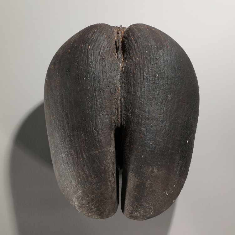 Bild 2 zu Objekt, Coco de Mer, Seychellen-Palme, K-14 14