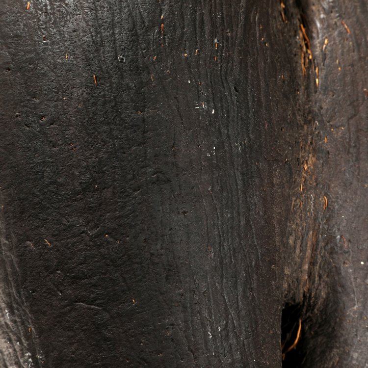 Bild 3 zu Objekt, Coco de Mer, Seychellen-Palme, K-14 14