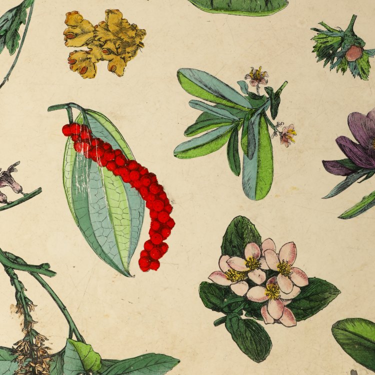 Bild 2 zu Objekt, Seltenes, ovales Tablett Motiv verschiedener Pflanzen, Piero Fornasetti, Fornasetti, K-14 548