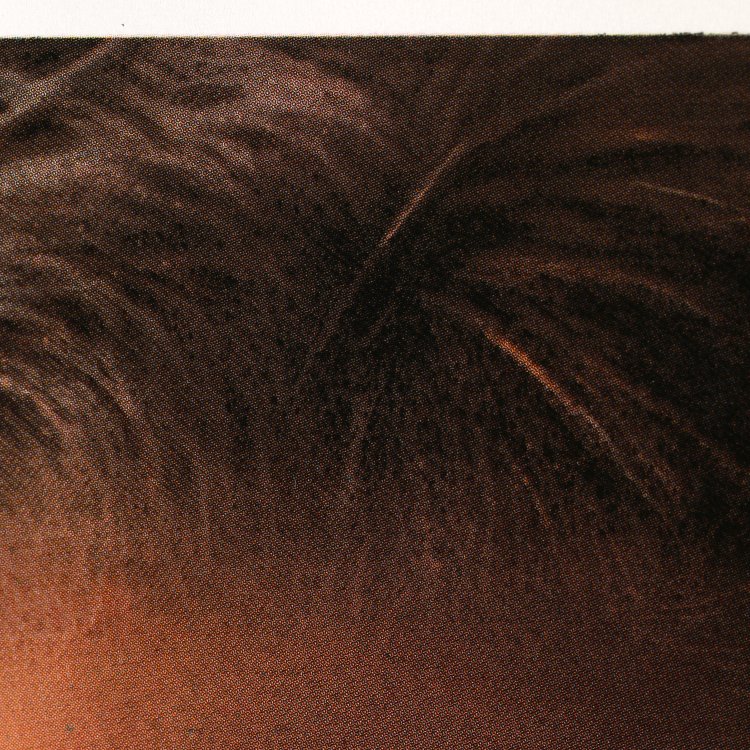 Bild 5 zu Objekt, Silvia III, 2005, Franz Gertsch, K-14 374