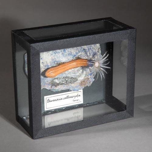 Glasmodell einer Seeanemone, 1880er Jahre