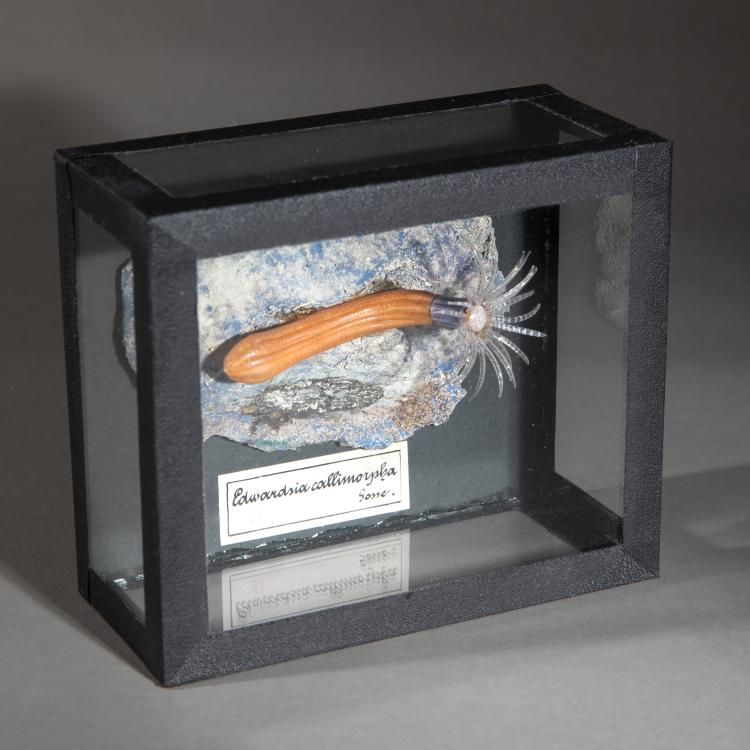 Hauptbild zu Objekt, Glasmodell einer Seeanemone, 1880er Jahre, Blaschka, K-17 39