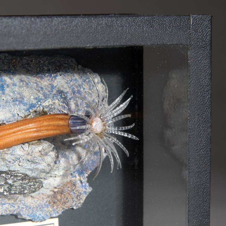 Bild 1 zu Objekt, Glasmodell einer Seeanemone, 1880er Jahre, Blaschka, K-17 39