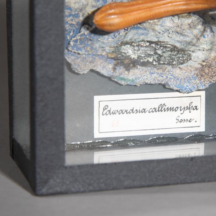Bild 2 zu Objekt, Glasmodell einer Seeanemone, 1880er Jahre, Blaschka, K-17 39