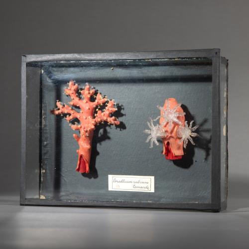 Glasmodell der Roten Edelkoralle, 1880er Jahre