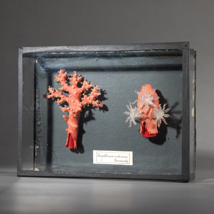 Hauptbild zu Objekt, Glasmodell der Roten Edelkoralle, 1880er Jahre, Blaschka, 