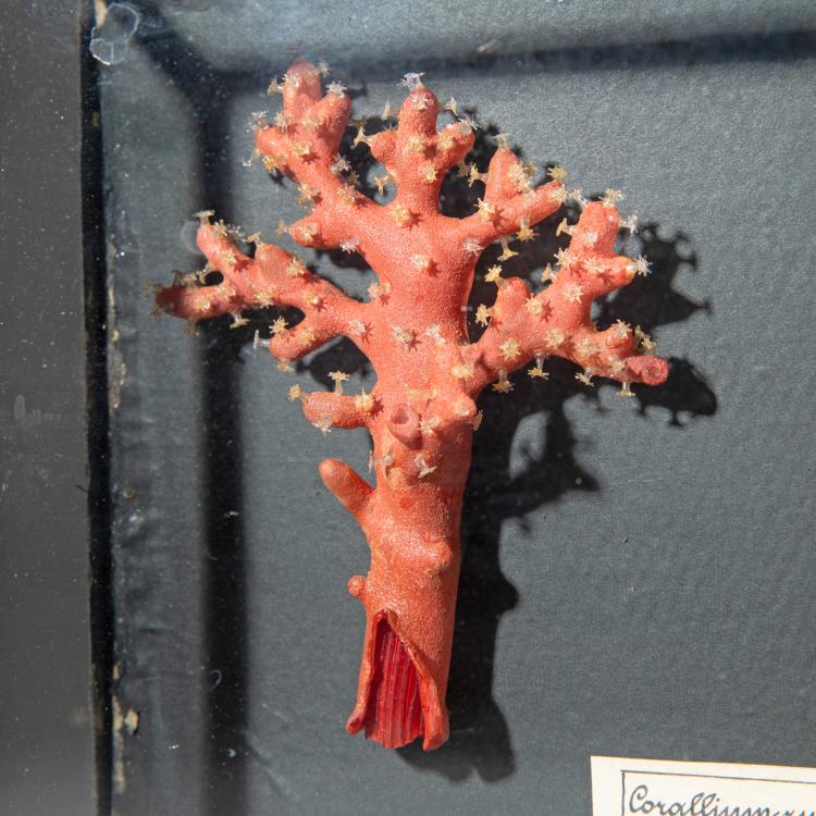 Bild 1 zu Objekt, Glasmodell der Roten Edelkoralle, 1880er Jahre, Blaschka, 