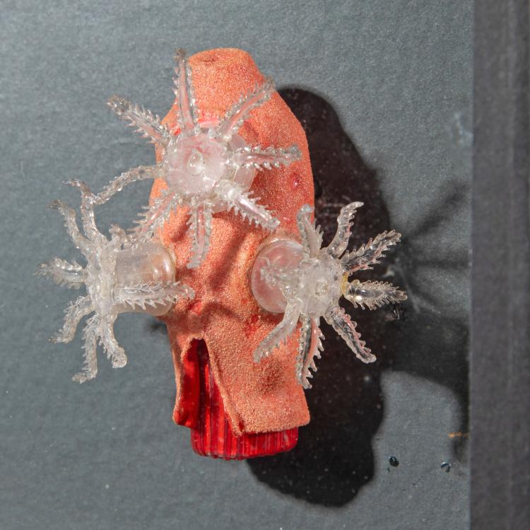 Bild 2 zu Objekt, Glasmodell der Roten Edelkoralle, 1880er Jahre, Blaschka, 