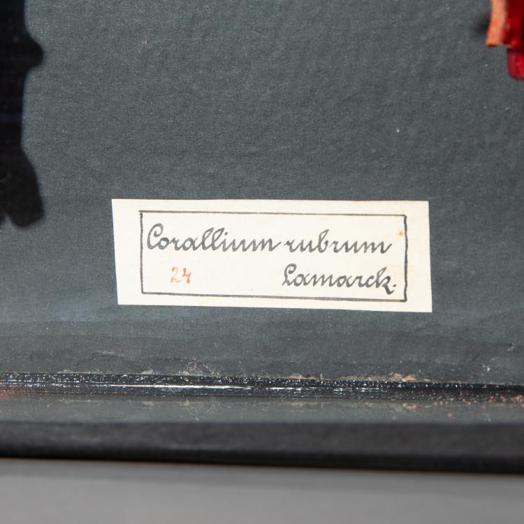 Bild 3 zu Objekt, Glasmodell der Roten Edelkoralle, 1880er Jahre, Blaschka, 